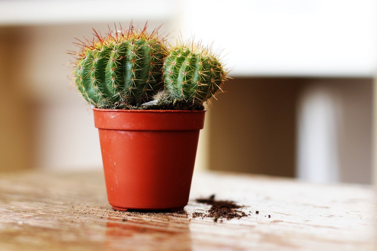 cactus al hogar no es solo una cuestión de moda
