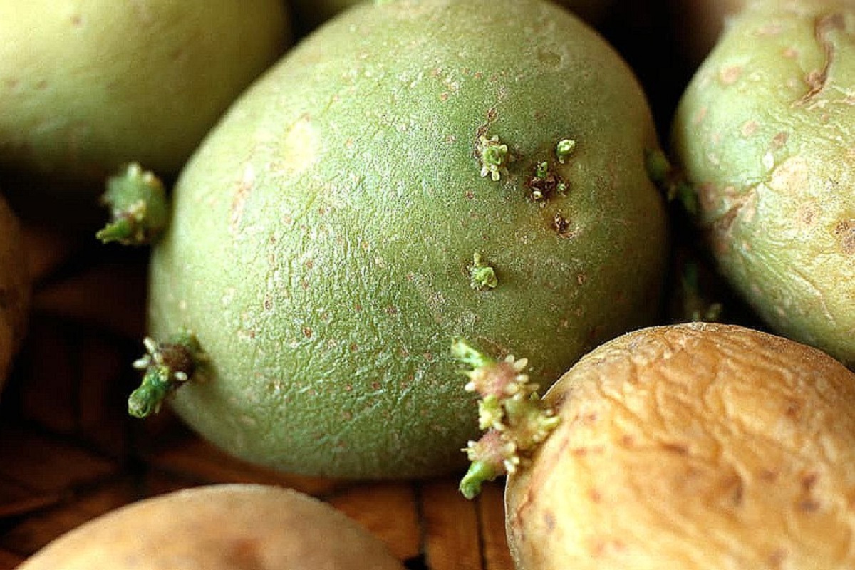 Y aunque nuestras queridas patatas han sido consideradas «la planta tóxica del año»