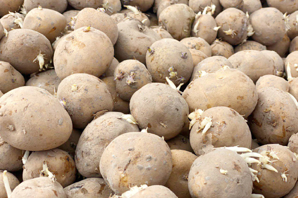 El tono verde de las patatas aparece tanto en los tubérculos inmaduros como en los que comienzan a germinar.