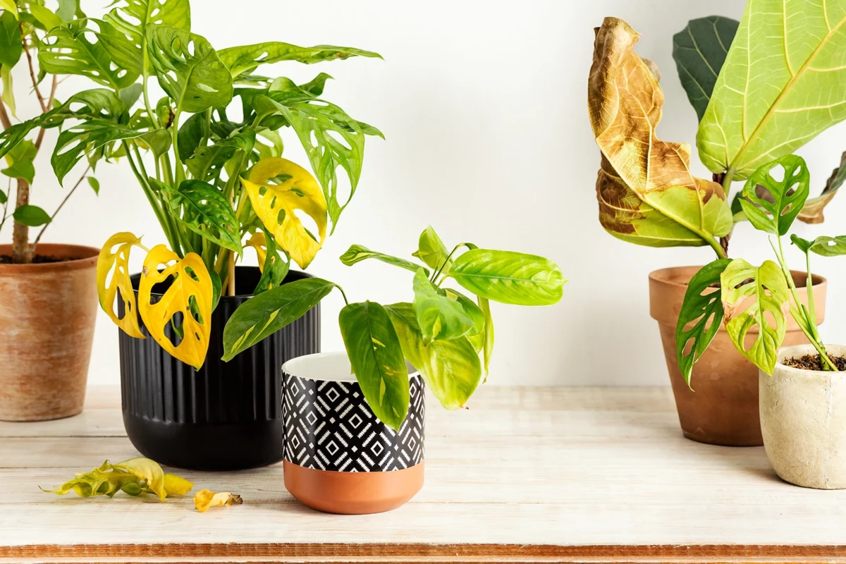 las plantas «gritan» su sed