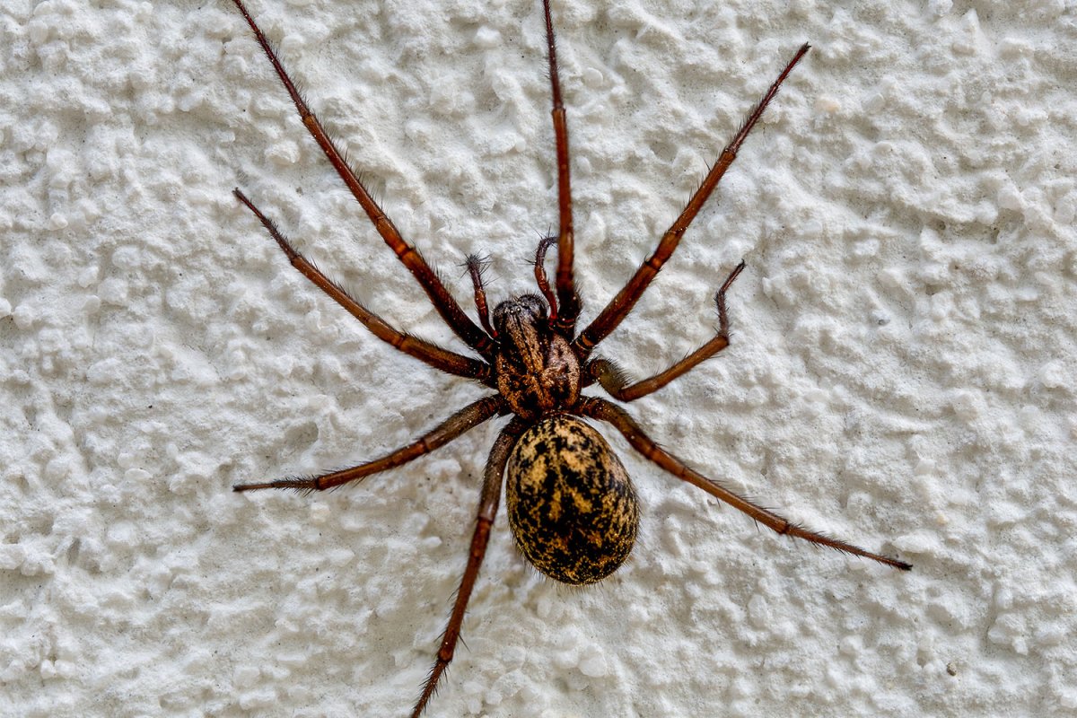 araña doméstica (Tegenaria domestica)