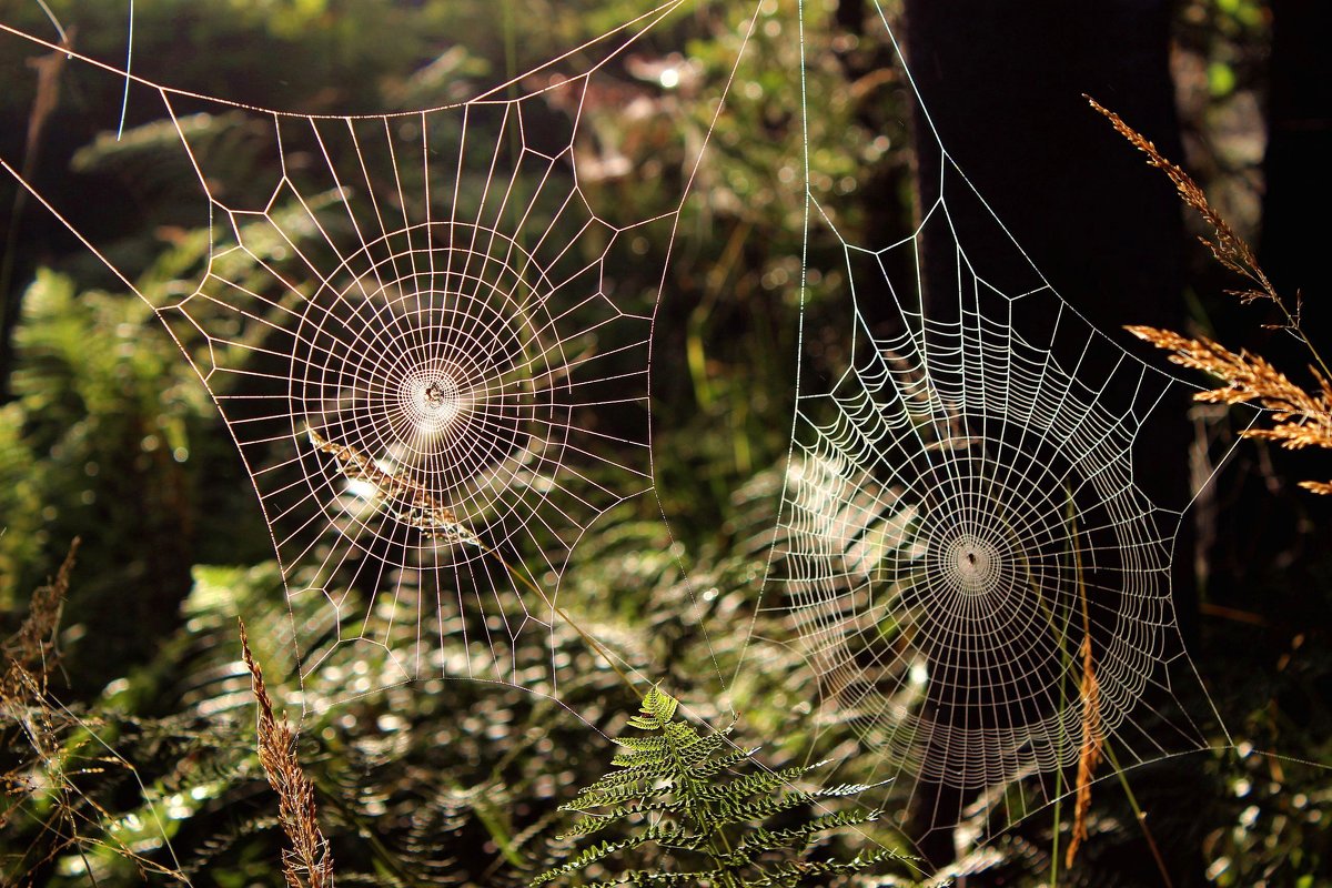 Se ha descubierto una enorme telaraña