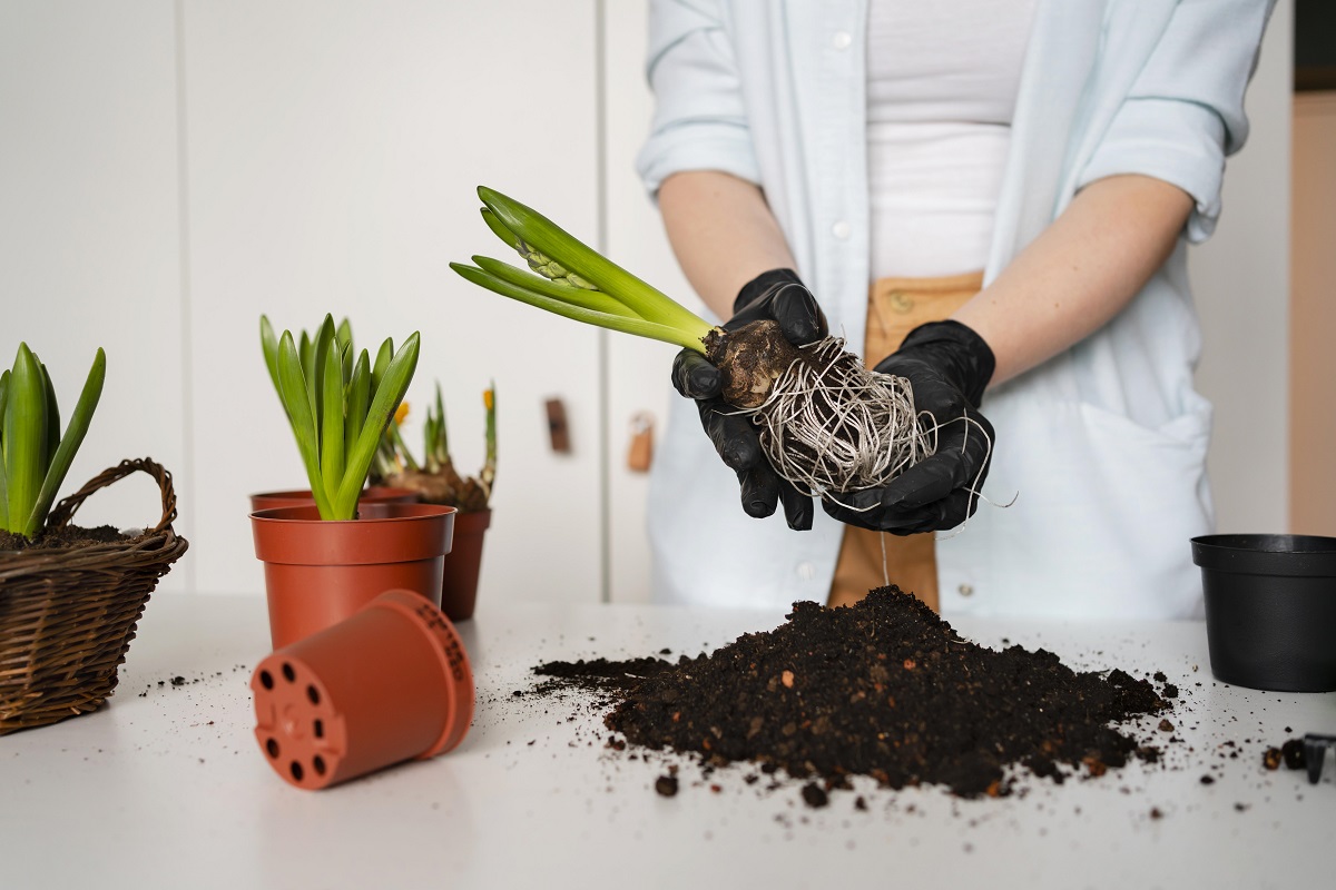 Reemplazo del suelo en la maceta