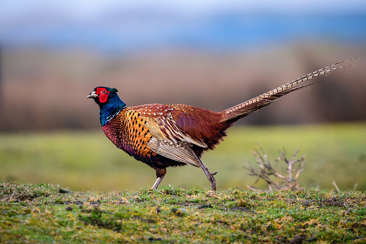 faisán en estado salvaje