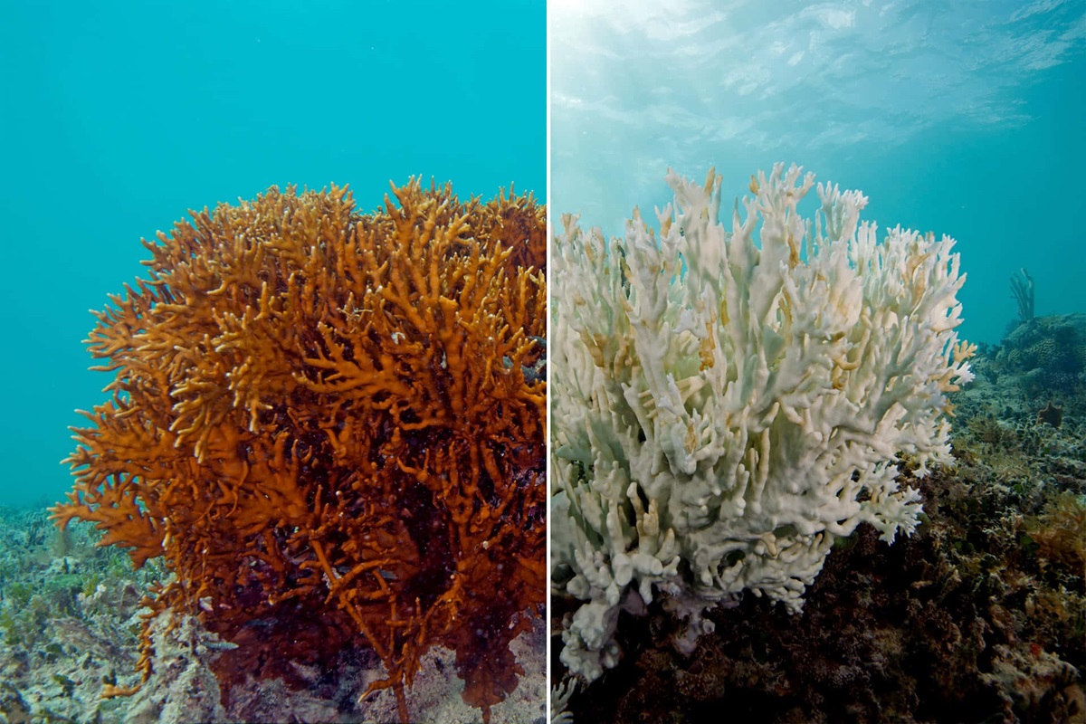 Los arrecifes de coral, privados del enfriamiento natural de las aguas profundas, han sufrido episodios de blanqueamiento agravados por el calor.