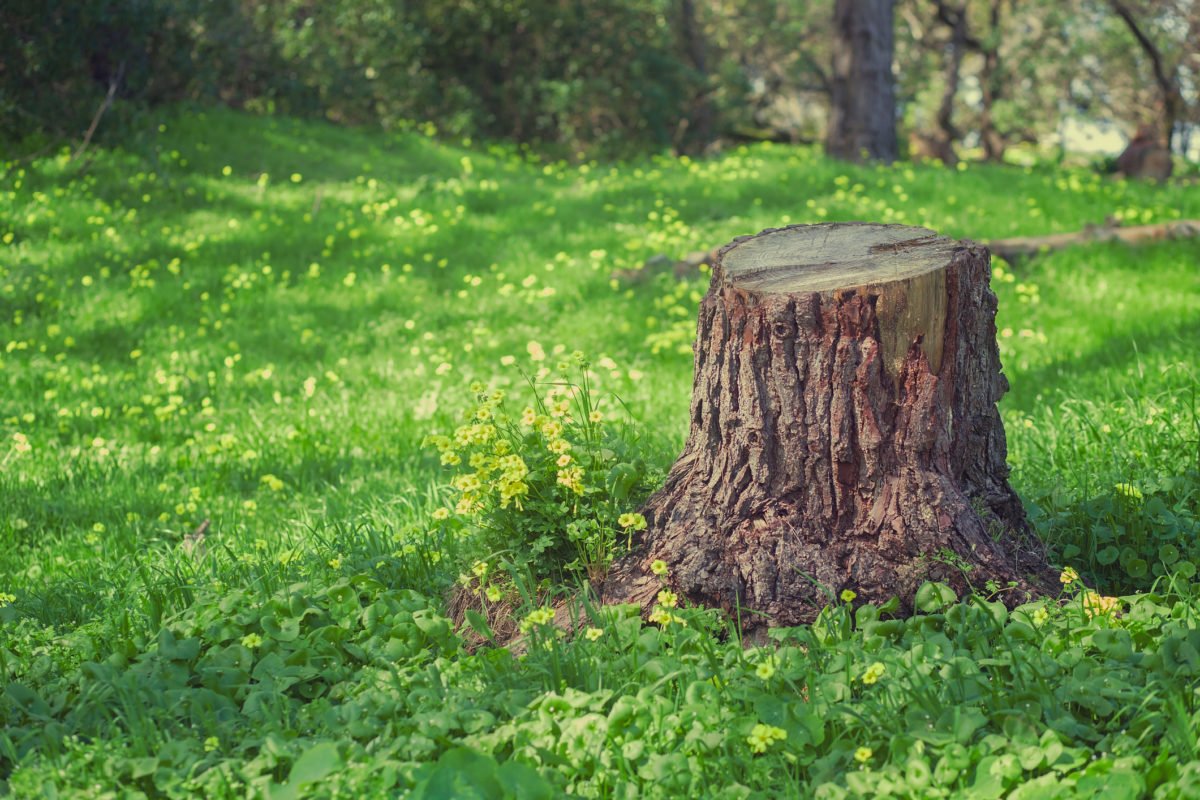 tronco de árbol que ocupa espacio en la parcela