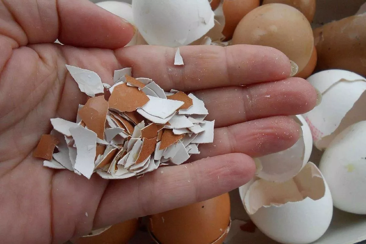 cáscara de huevo