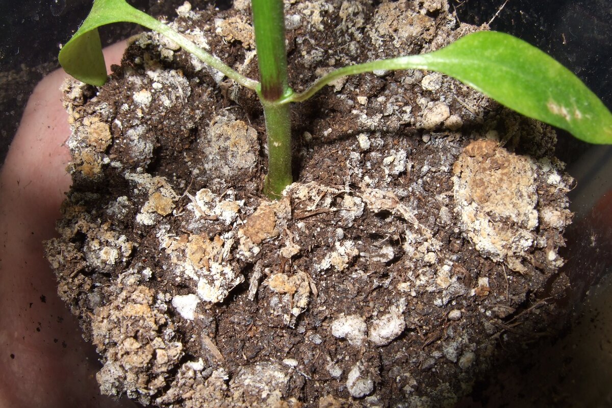 sedimento blanco o gris en la superficie del suelo de la maceta