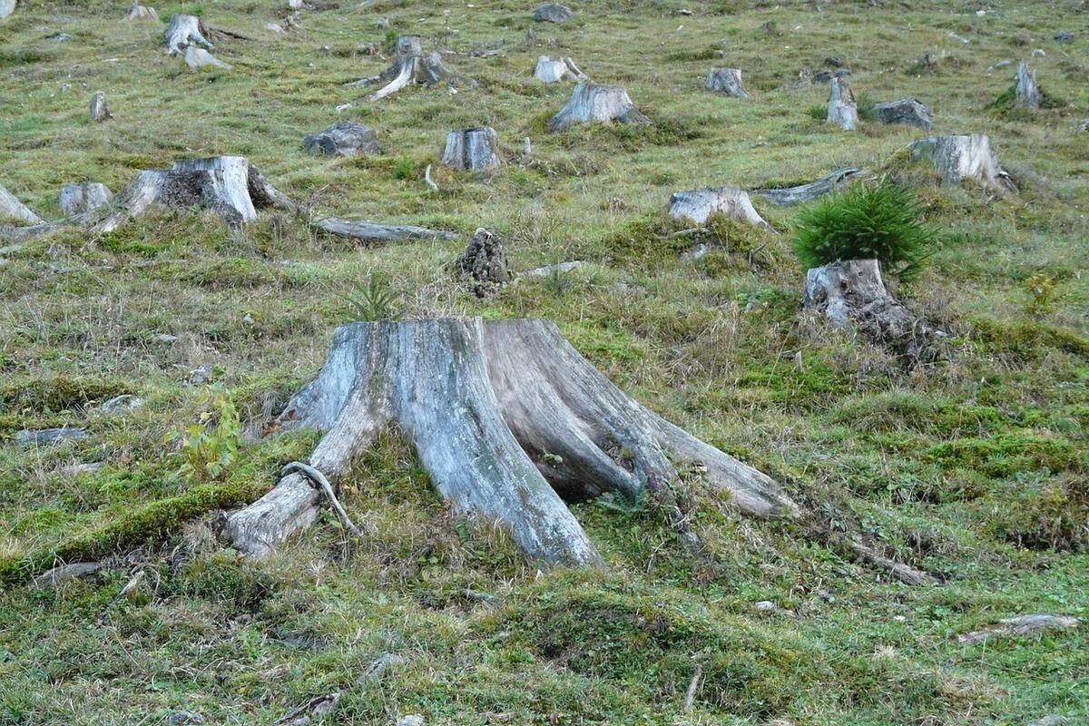 Los tocones ocupan mucho espacio libre en la parcela