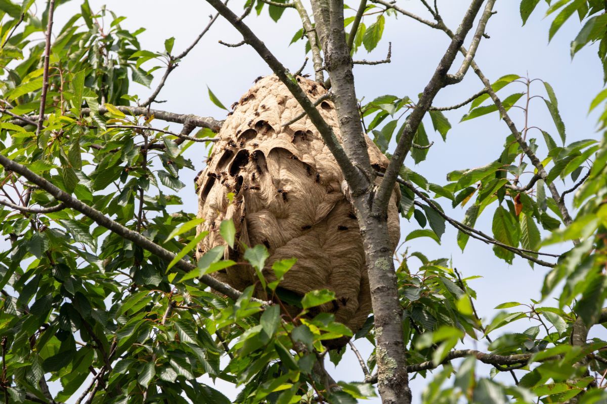colmena de avispas asiáticas
