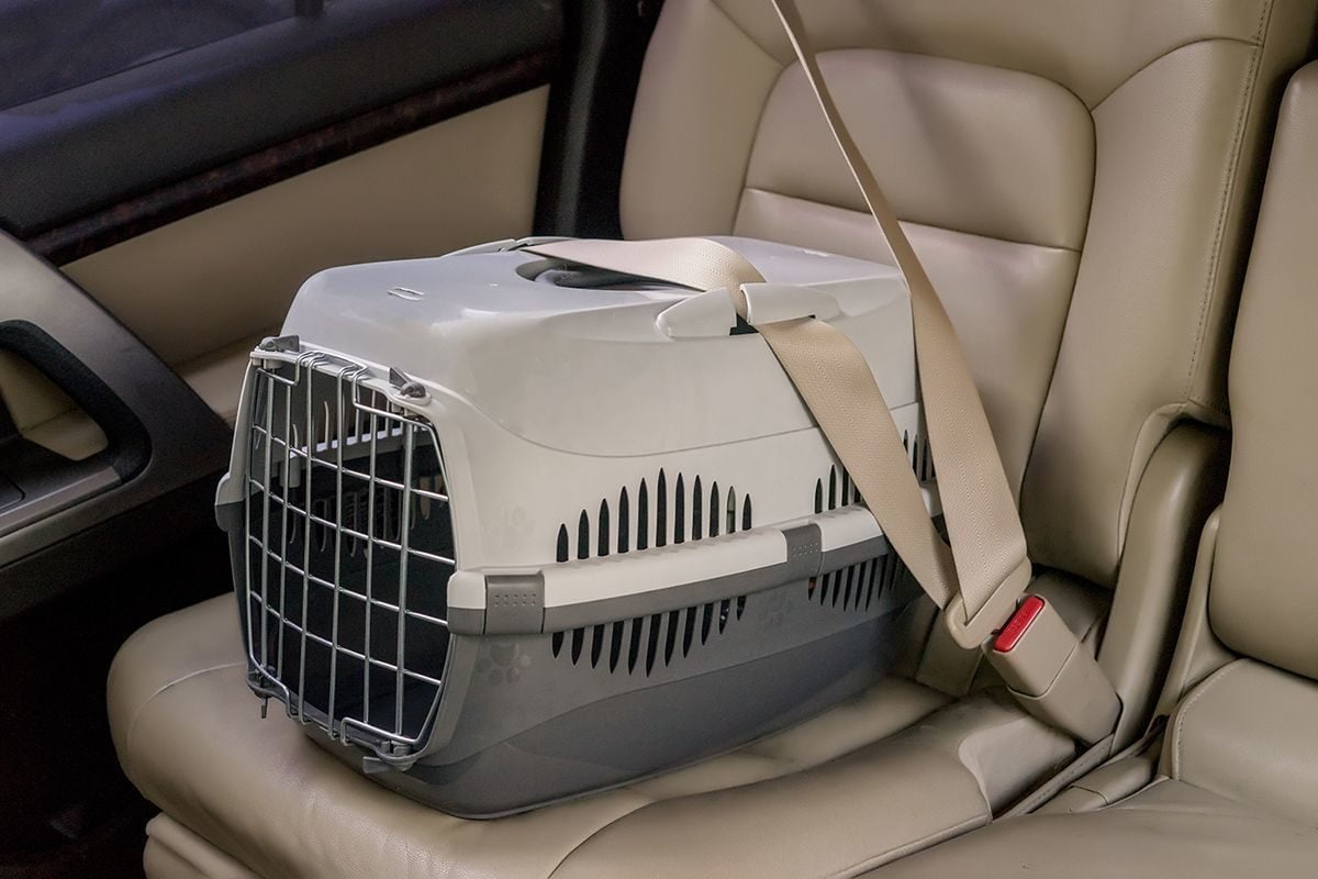 El transportín para gatos está sujeto con el cinturón de seguridad en el asiento trasero.