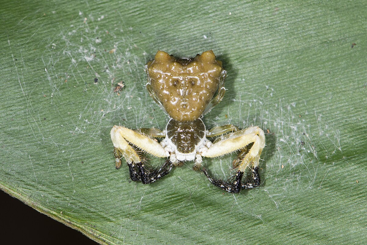 Phrynarachne ceylonica