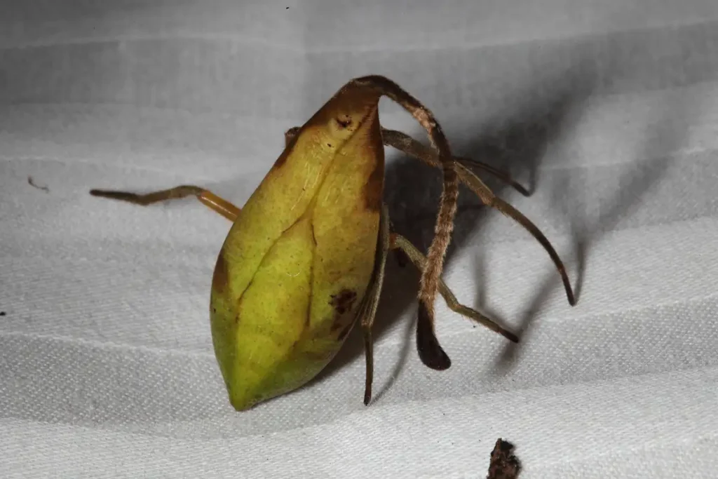 araña parecida a una hoja muerta